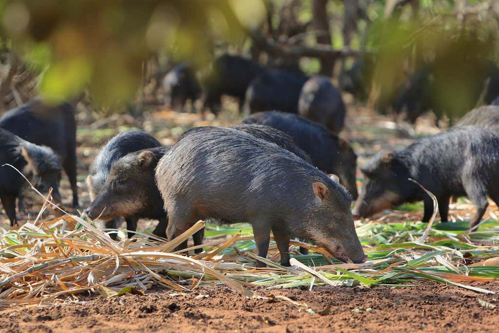 A group of peccaries