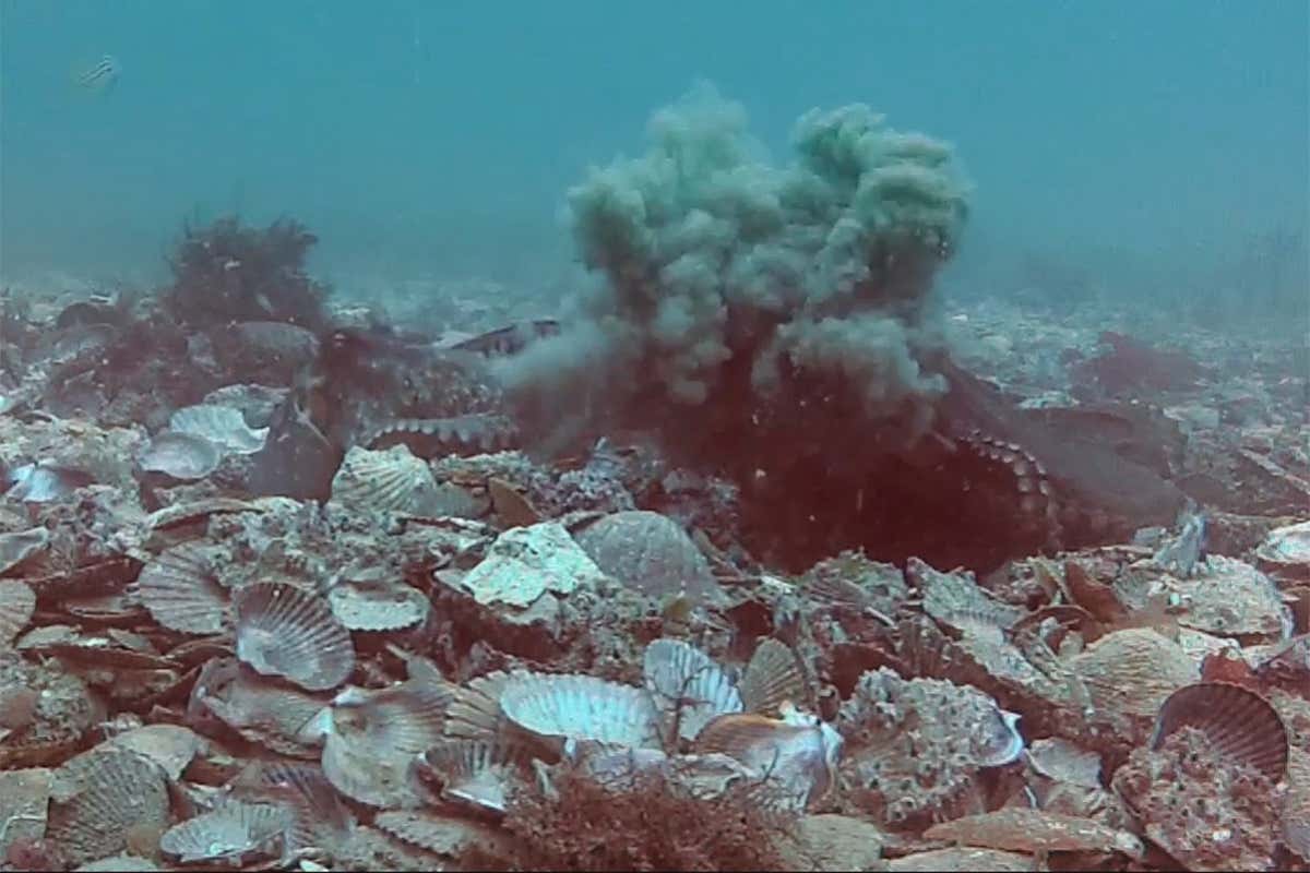 Octopuses caught on video throwing silt and shells around themselves and at each other
