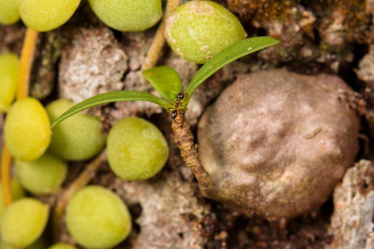 Ant on a small plant