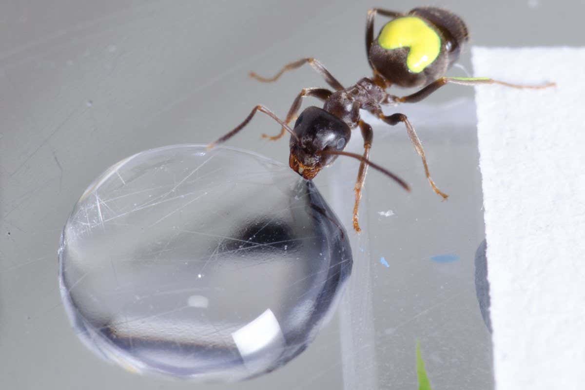 An ant drinking from a drop of clear liquid