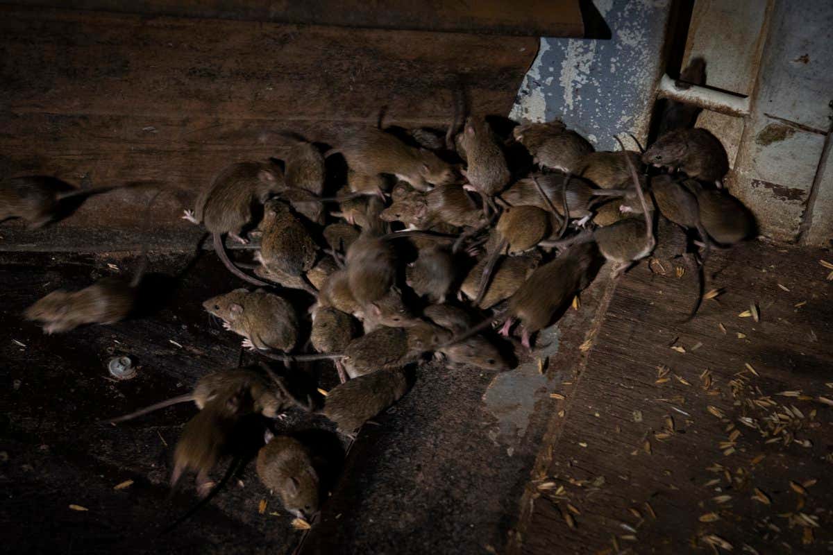 Plague of mice