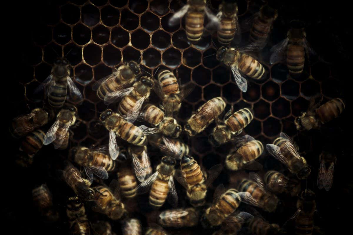 Honeybees in a hive