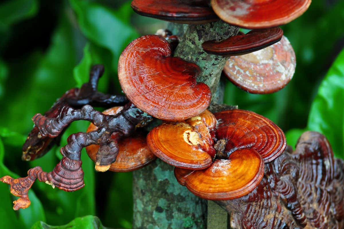 Ganoderma lucidum growing on dying wood