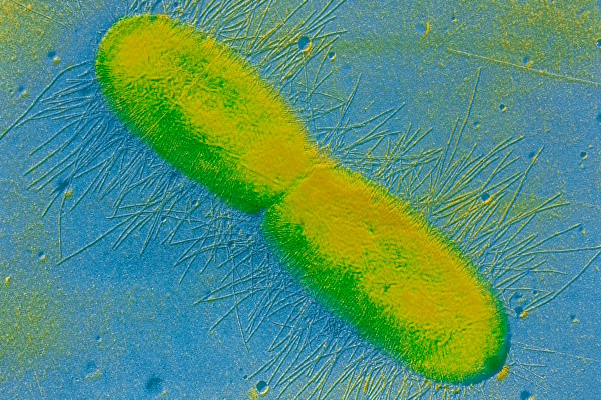 The bacterium Escherichia coli