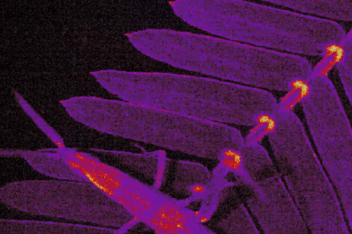 fluorescence reveal how and why the sensitive plant Mimosa pudica moves its leaves rapidly