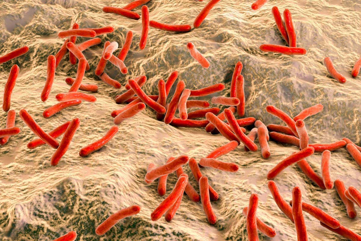 Computer artwork of Mycobacterium leprae bacteria