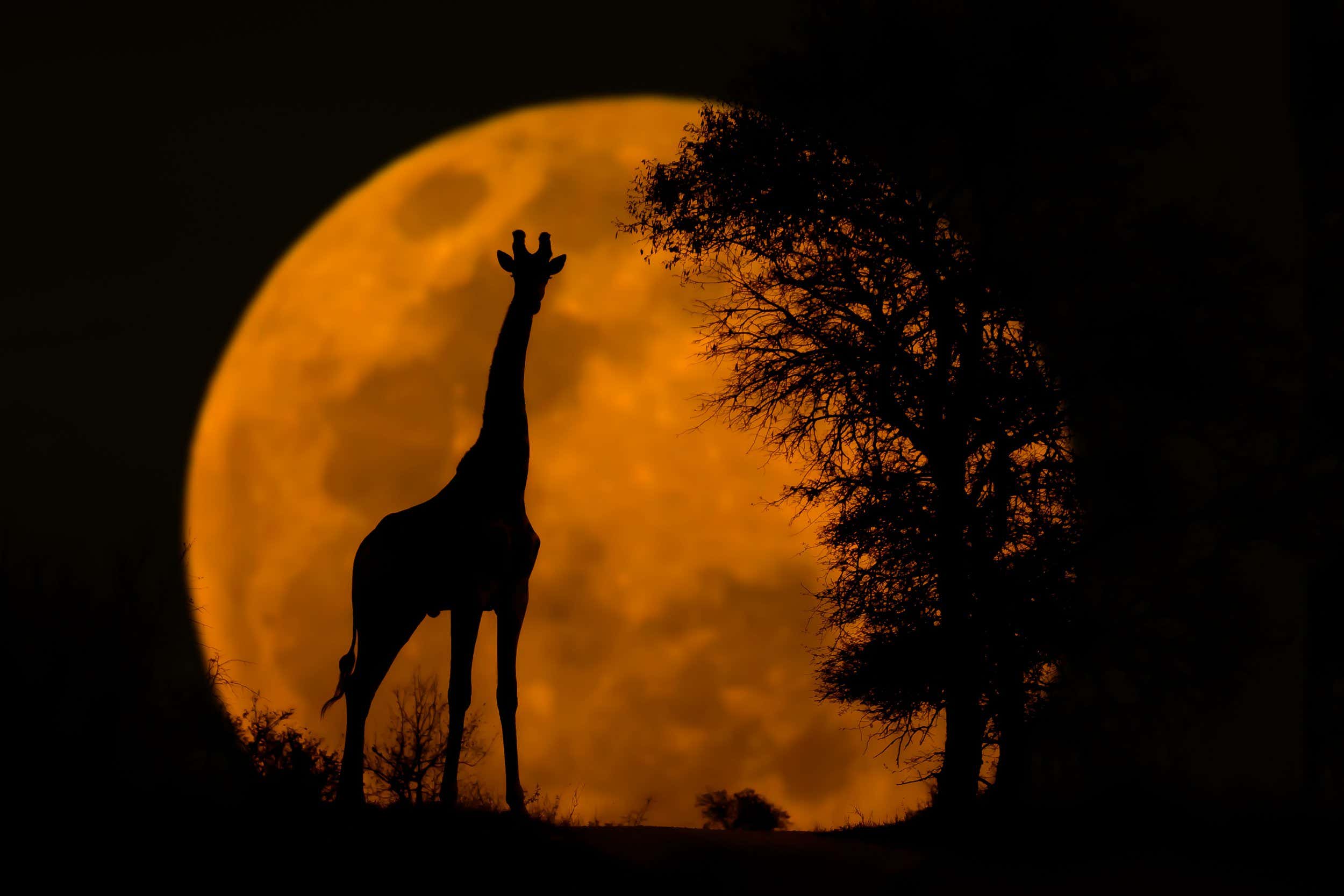 DNMR0A Giraffe silhouette captured at sunset in Kruger blended with a full moon captured when rising.