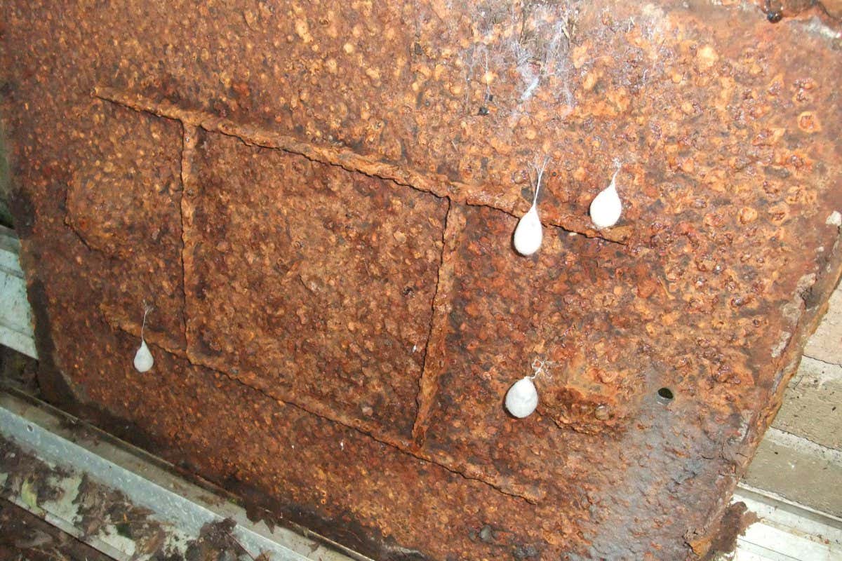 What are these soft white balls (pictured) found under a drain cover?