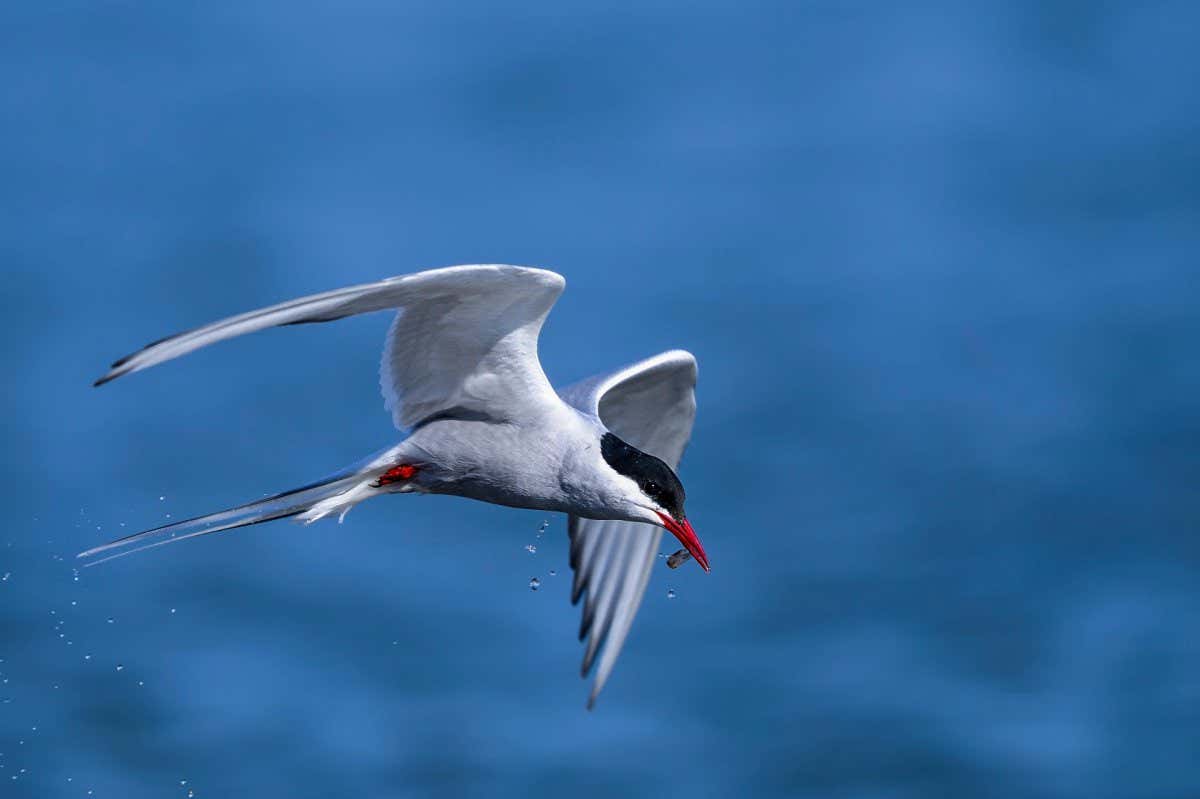 ENB5TA arctic tern, sterna paradisaea