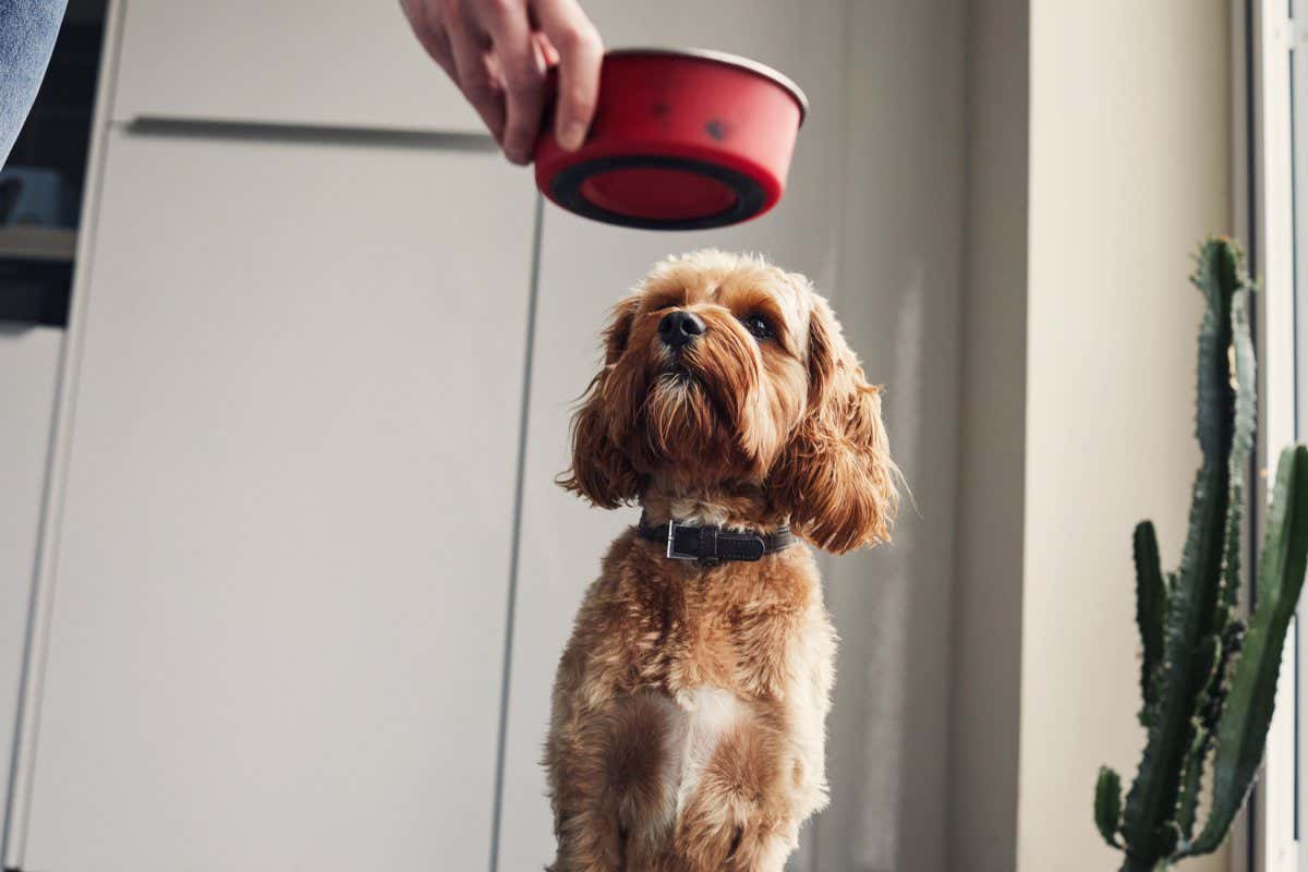 A dog about to eat some food from a bowlit for his food