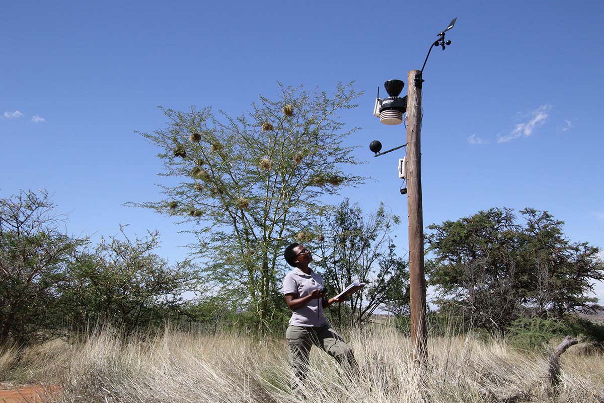 A researcher stands an area of bushes and tall dry grass in the Kalahari region of southern Africa, looking up at a wooden pole roughly 3 to 4 meters tall. The pole is equipped with multiple sensors for measuring weather conditions.