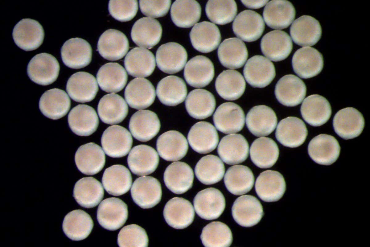 Mini lab-grown adrenal glands