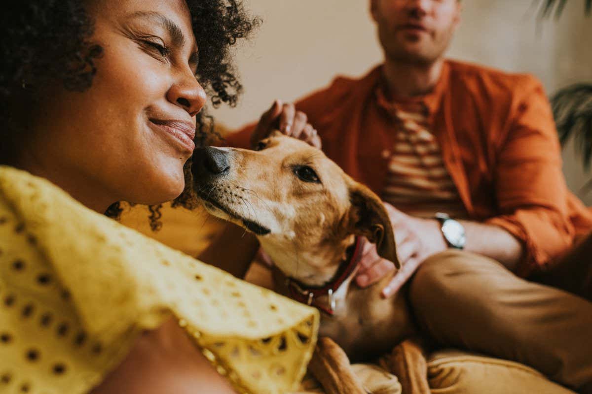 A man holds his lurcher dog as the canine excitedly licks and nuzzles with a woman who smiles and strokes the pet.
