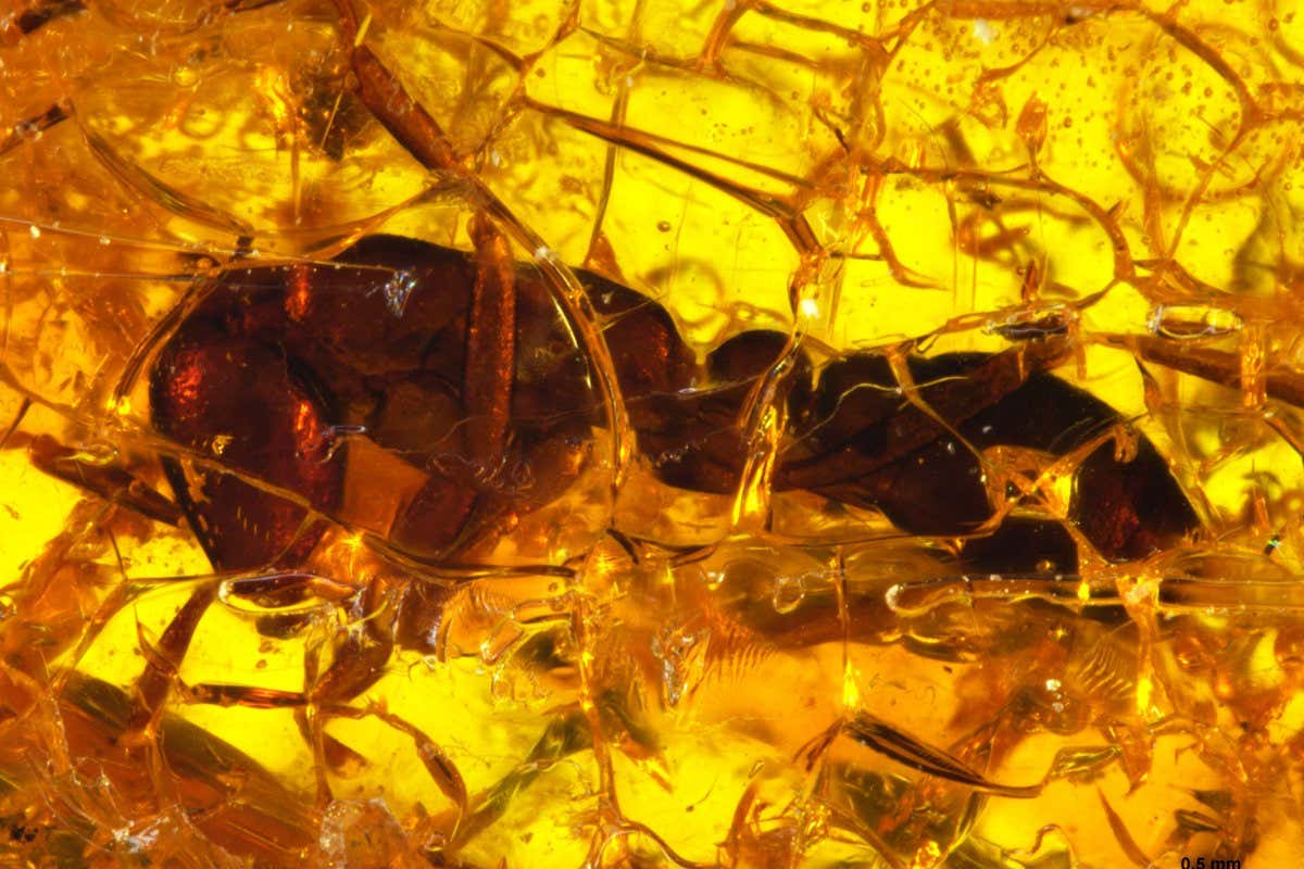 Army ant embedded in amber