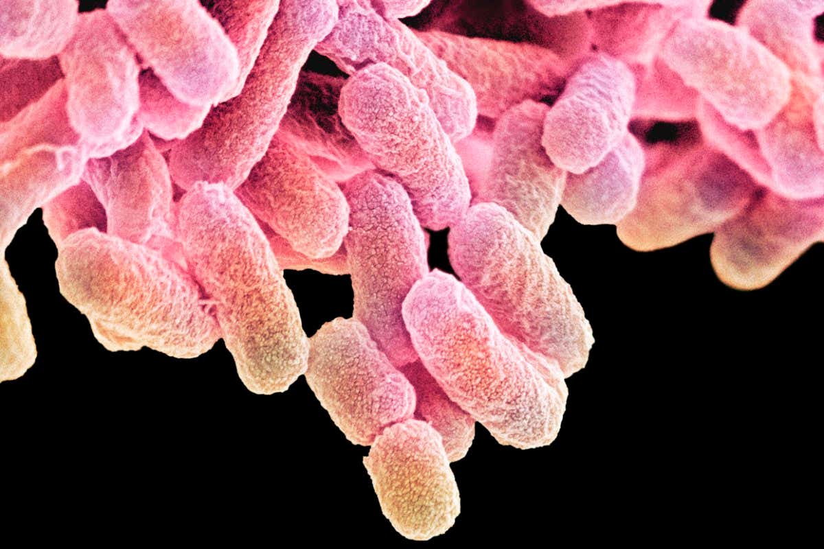 E. coli bacteria