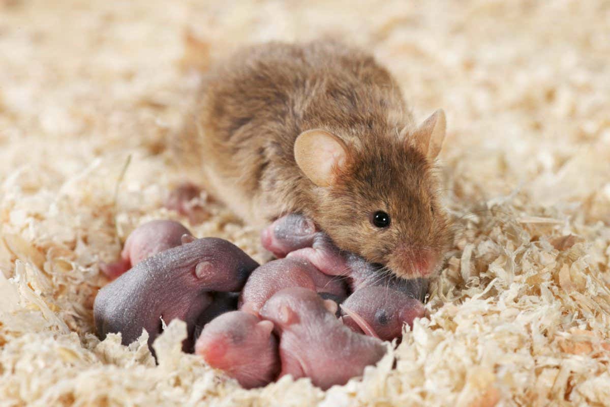 Young mice and mother
