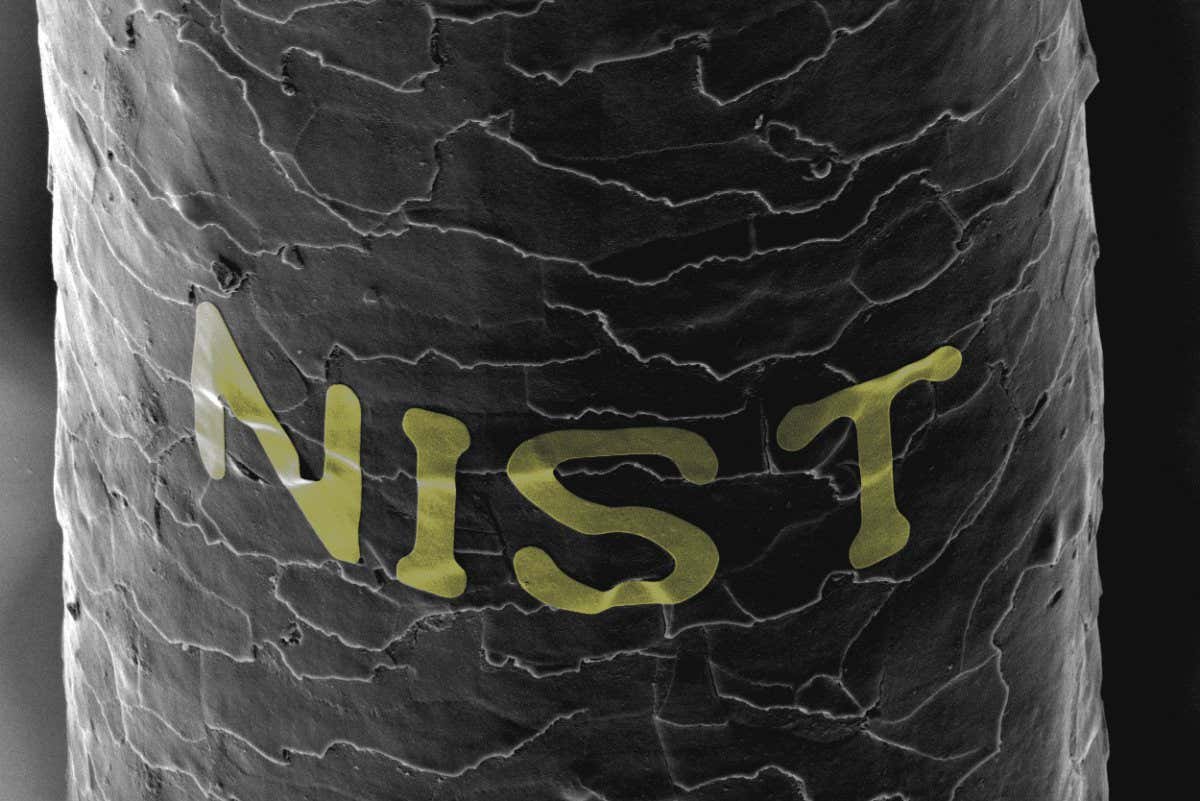 Credit to Gary Zabow/NIST, the yellow if false color, and the image shows "show SEMs of 0.5-?m-thick, 1-?m-diameter Au disks and of 30-nm-thick Au lettering, respectively, transferred onto individual strands of hair."