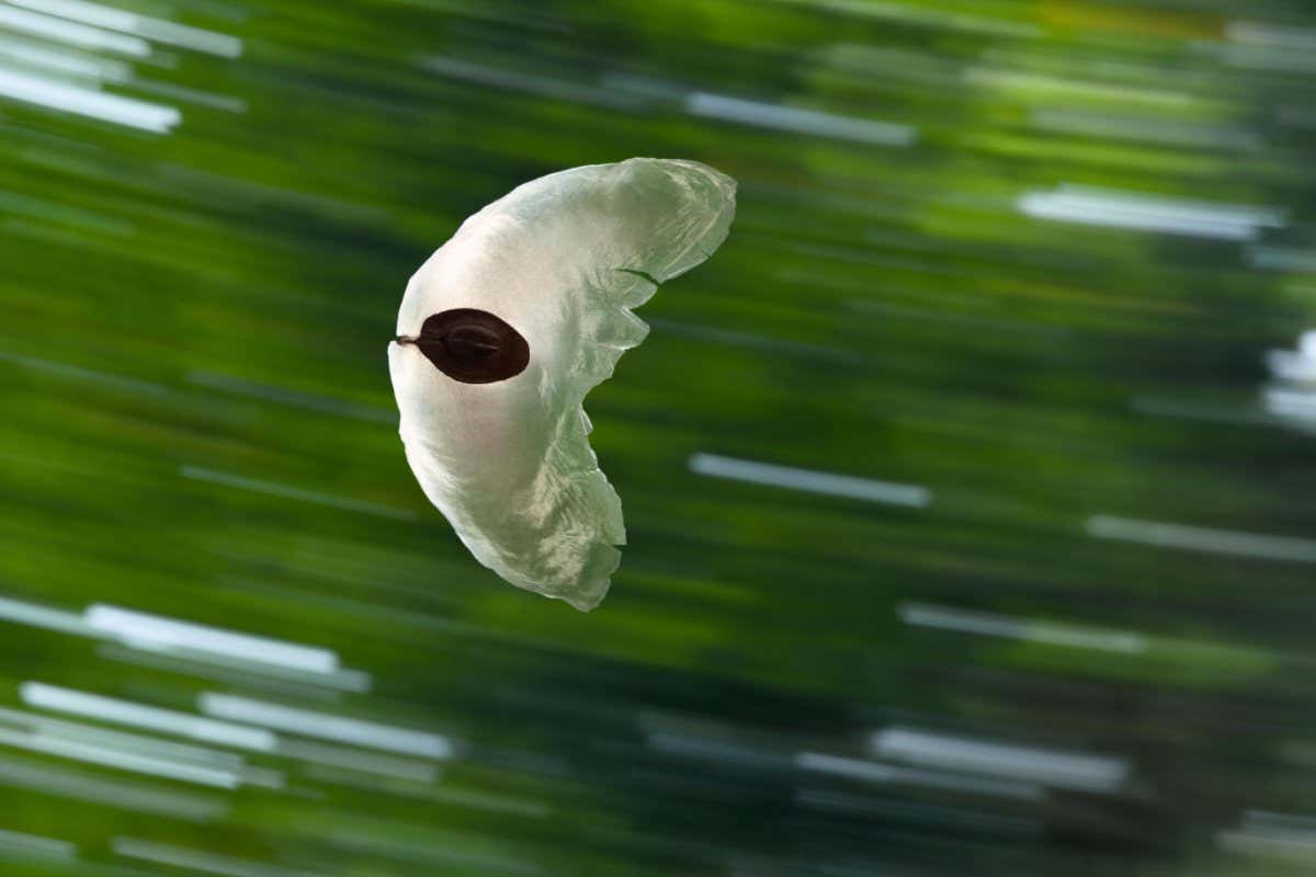 A gliding seed from a Javan cucumber