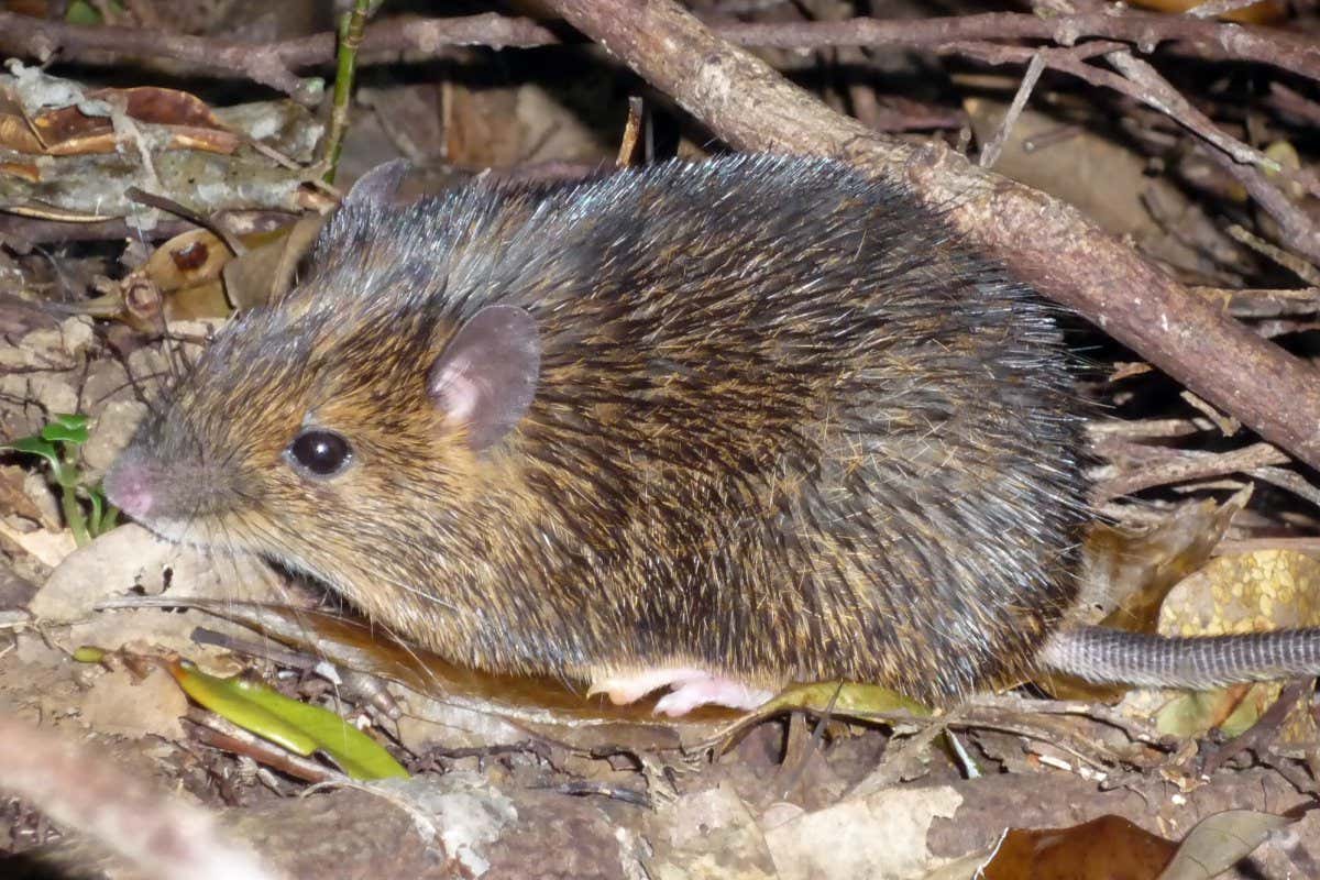 The Amami spiny rat