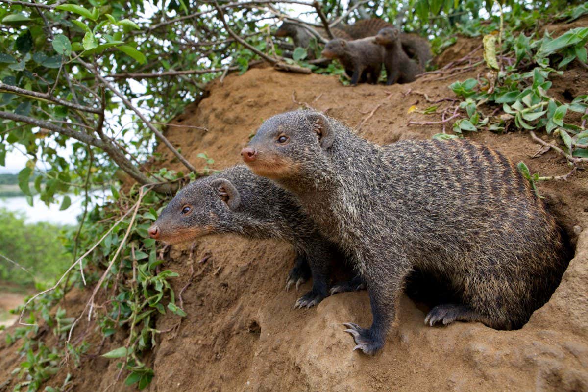 W7T0TC Banded mongooses (Mungos mungo) at den site, Queen Elizabeth National Park, Mweya Peninsula, Uganda, Africa.