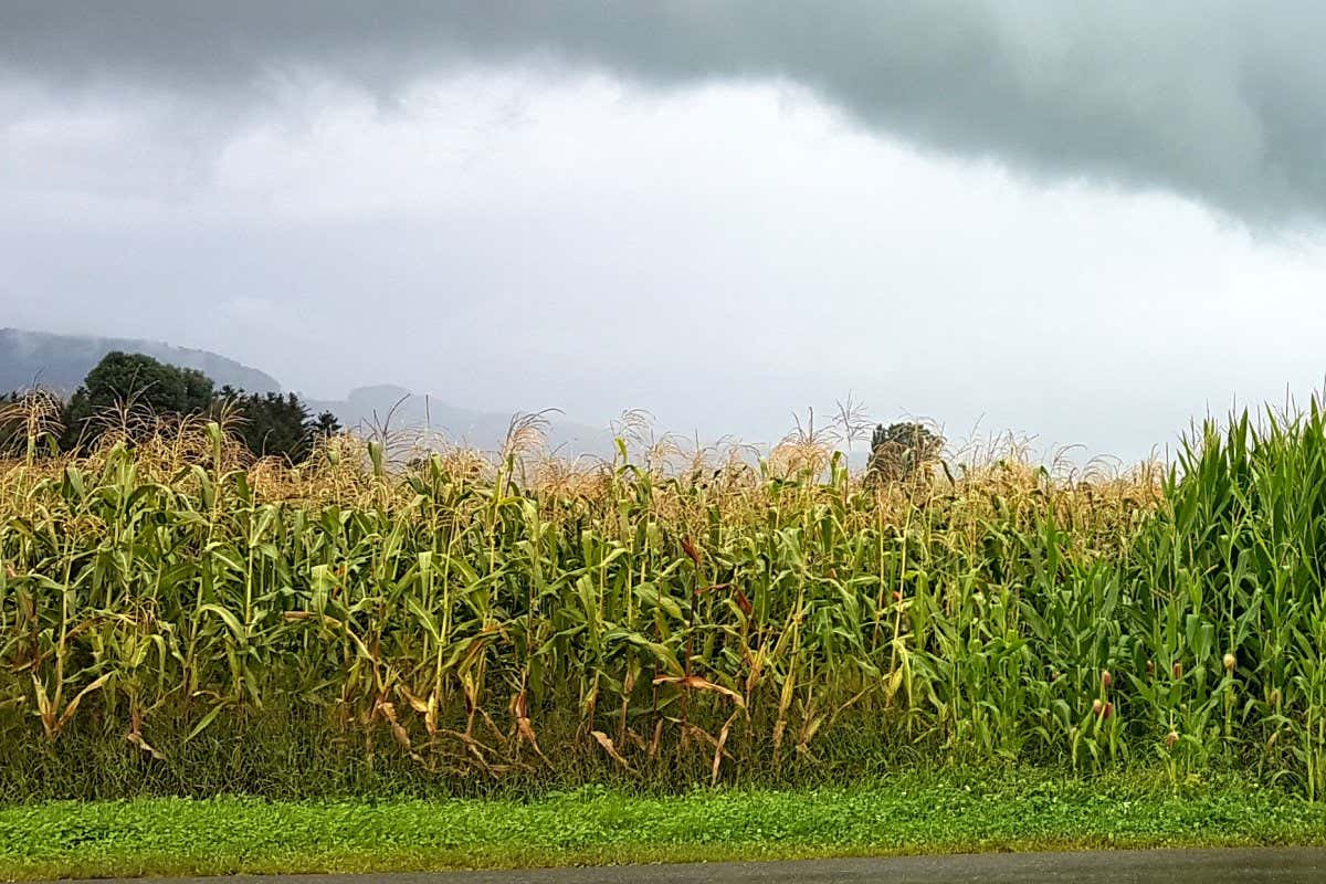 Maize field