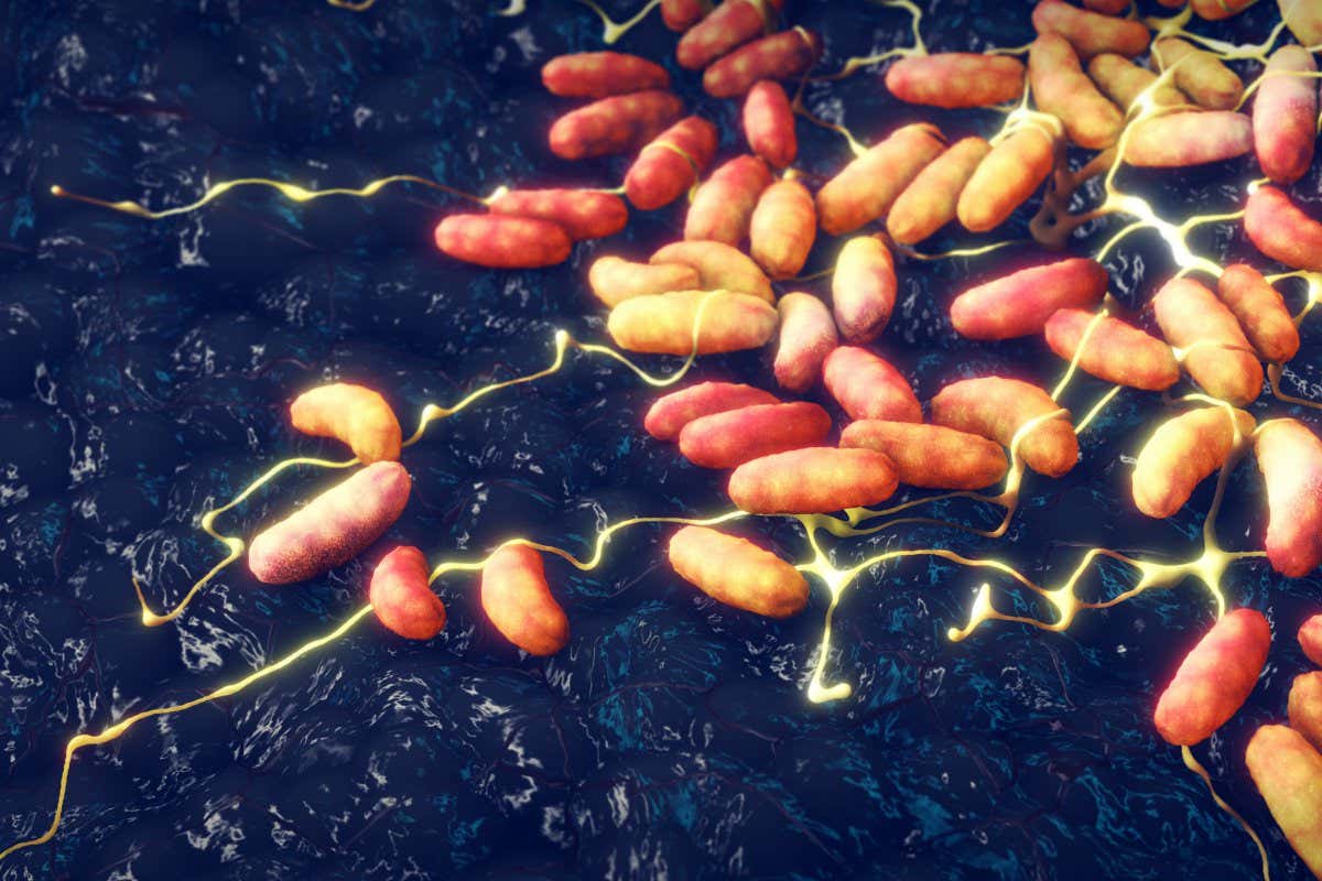 Illustration of Yersinia pestis bacteria
