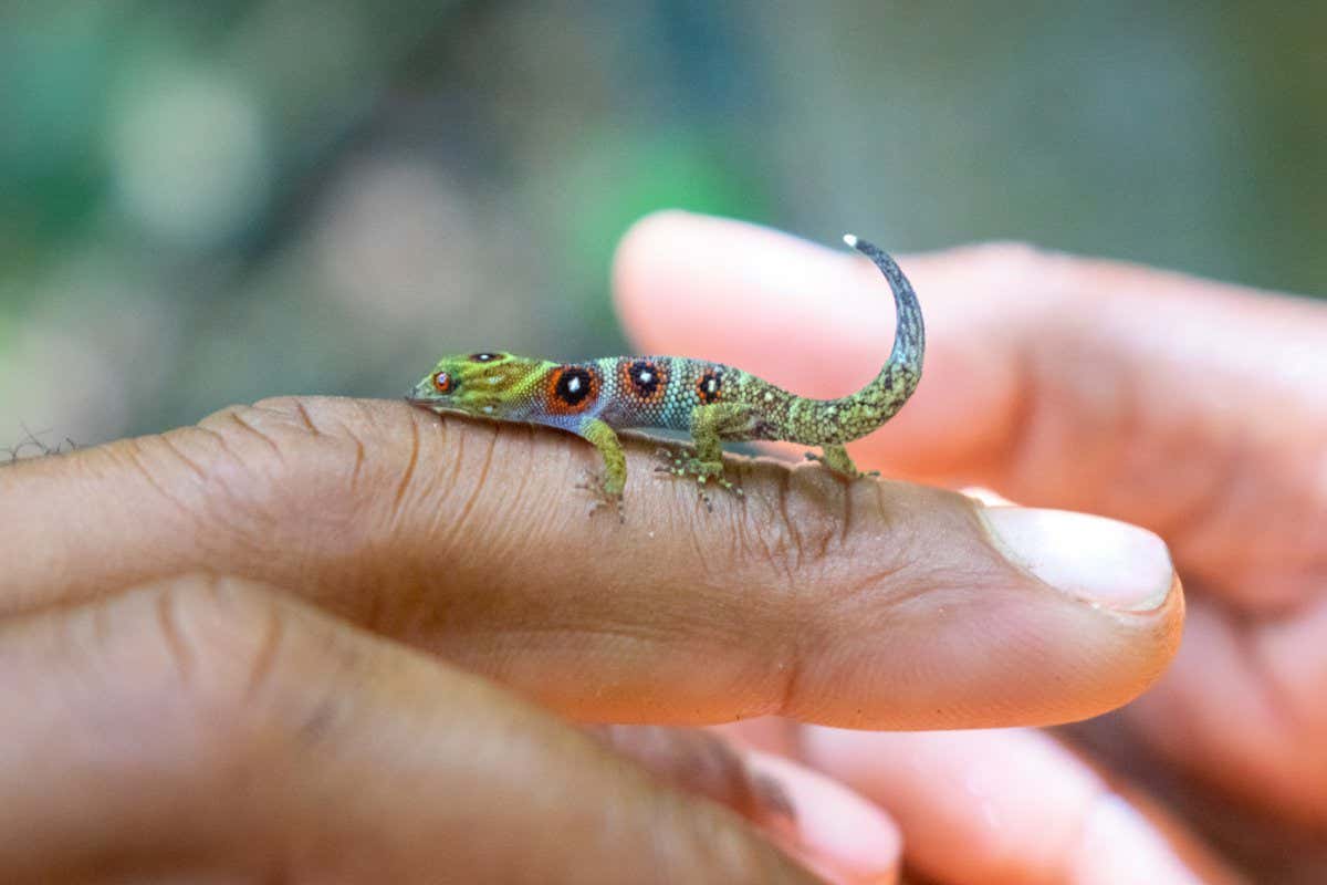 Union Island gecko