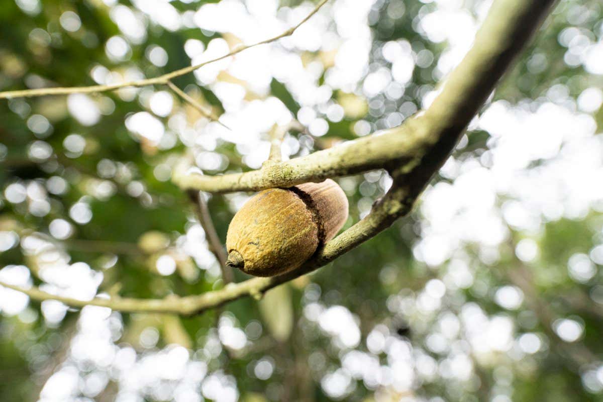 A nut wedged in the fork of a tree branch