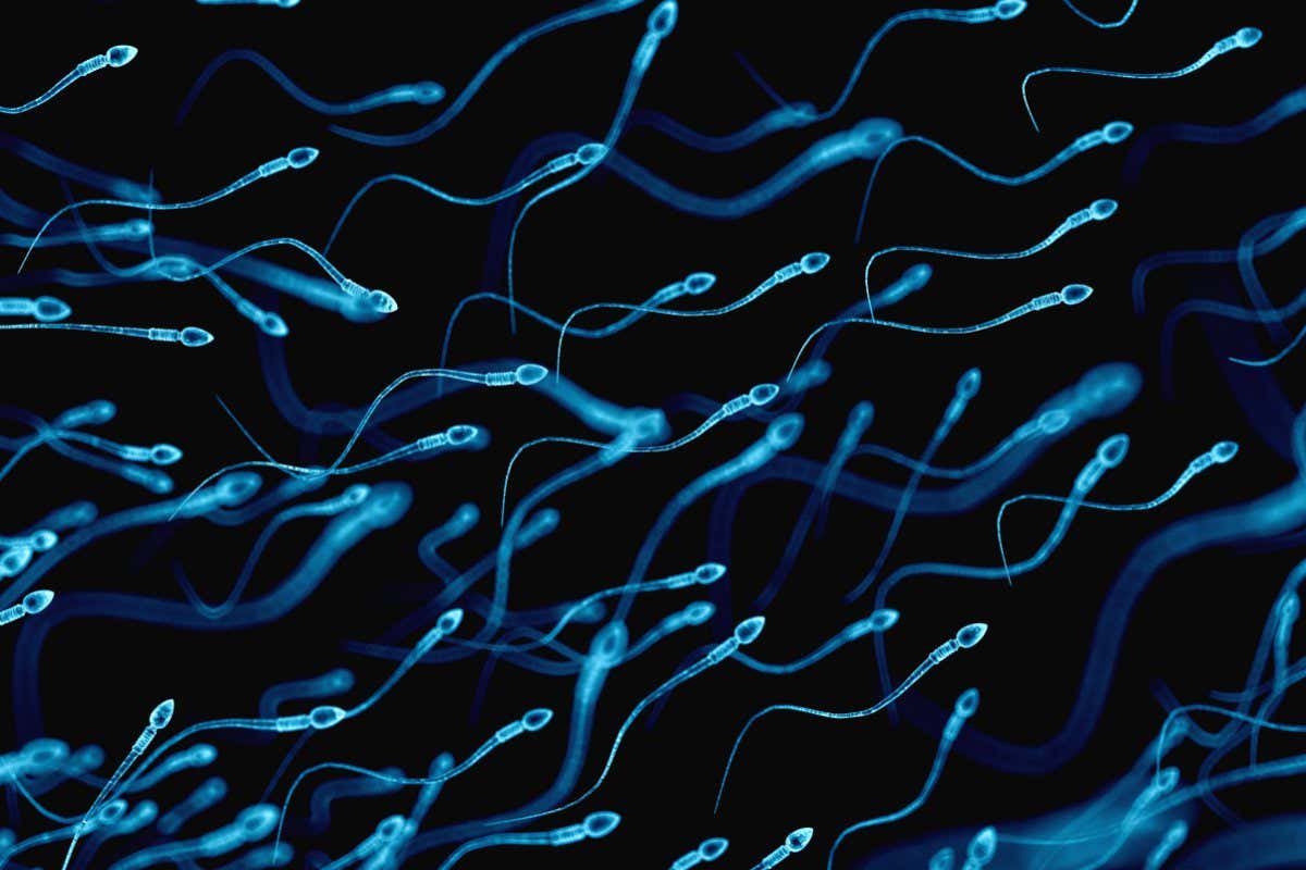 Human sperm