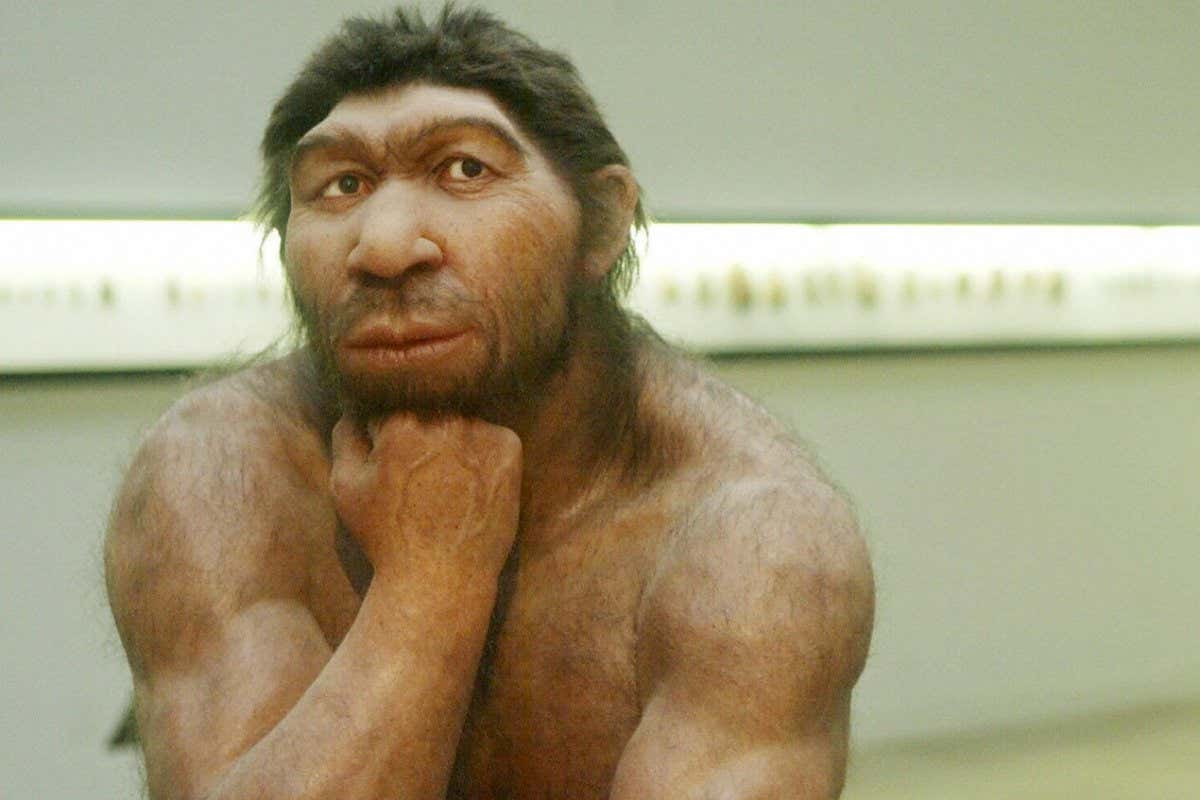 A recreation of a Neanderthal man