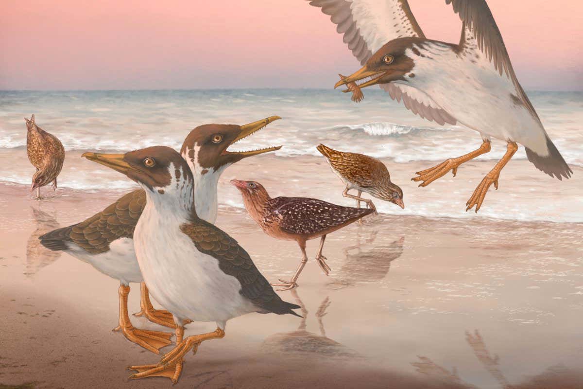Artist’s reconstruction of Janavis finalidens, a very large marine bird from the late Cretaceous