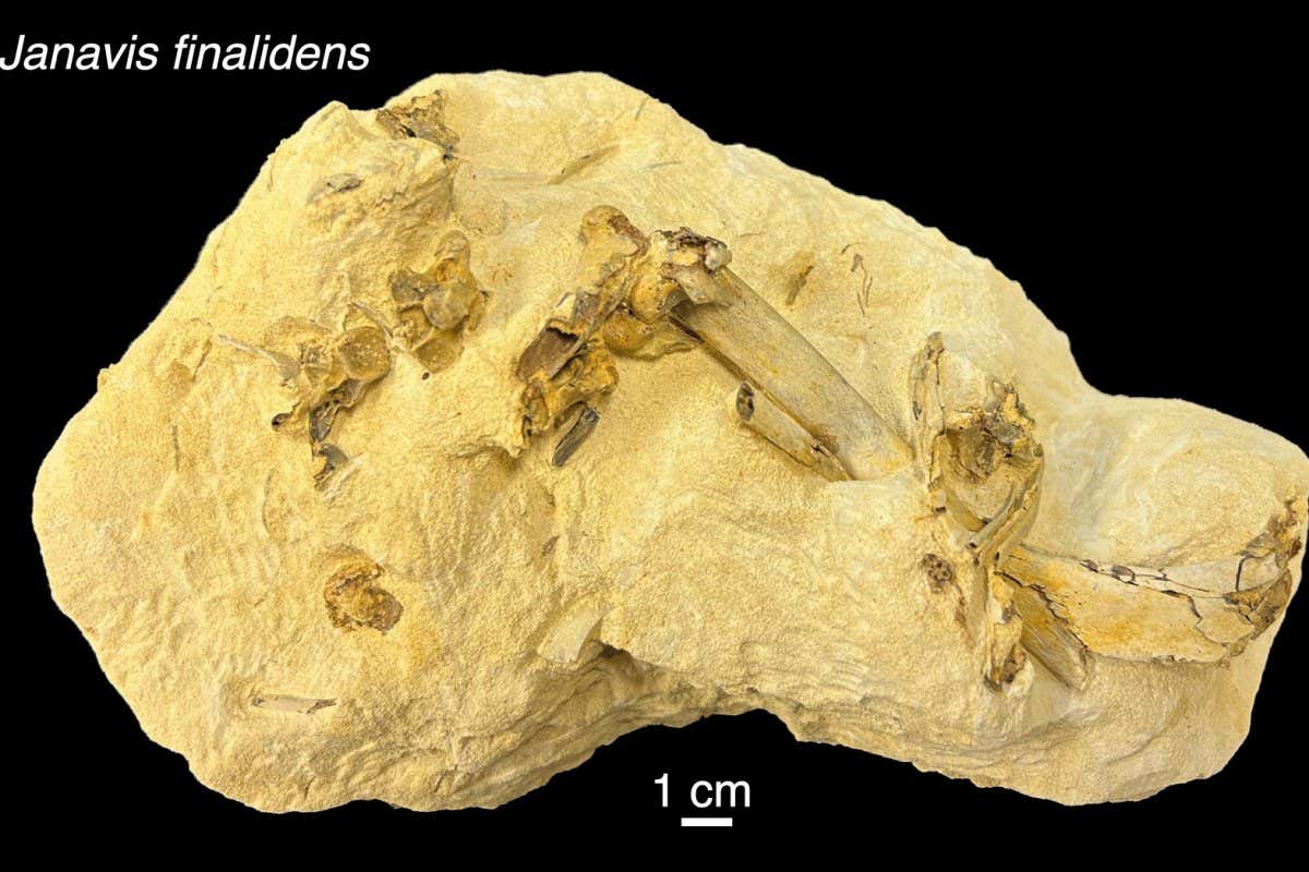 The rock containing the Janavis fossils