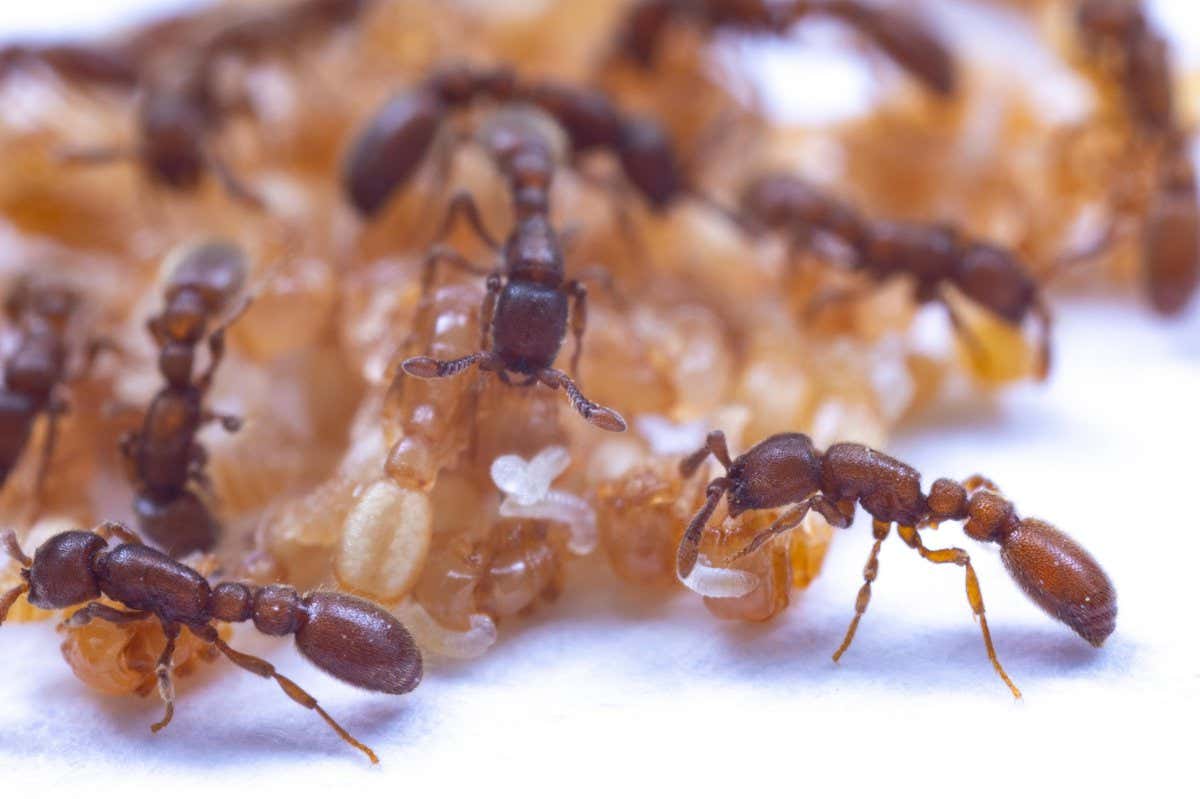 Clonal raider ants (Ooceraea biroi) and their larvae may be nourished by a liquid secreted by the species' pupae