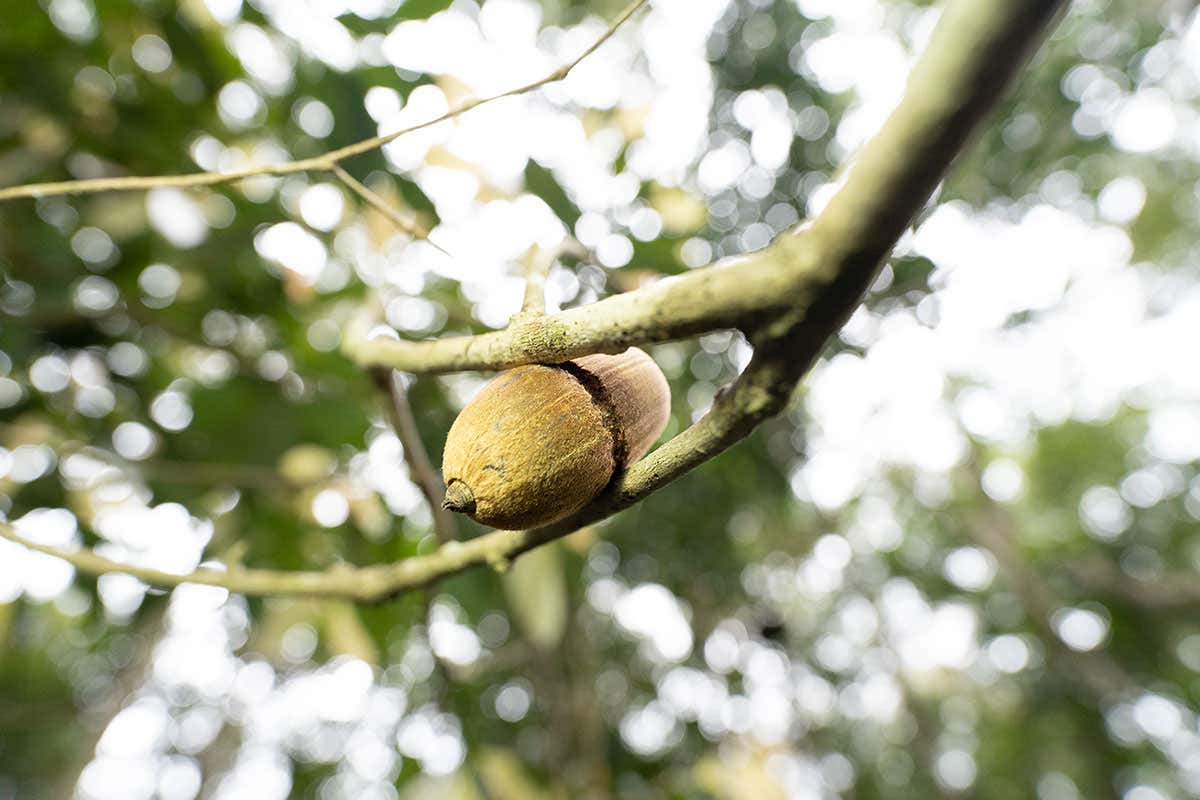 Flying squirrels carve nuts to store them securely in tree branches
