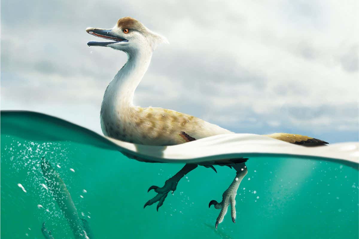 An artist's impression of Natovenator polydontus