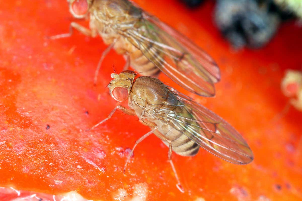 Two fruit flies