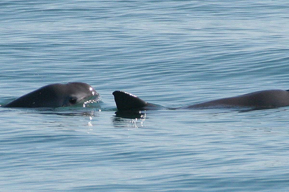 Pair of vaquita sighted during 2008 survey in Gulf of California