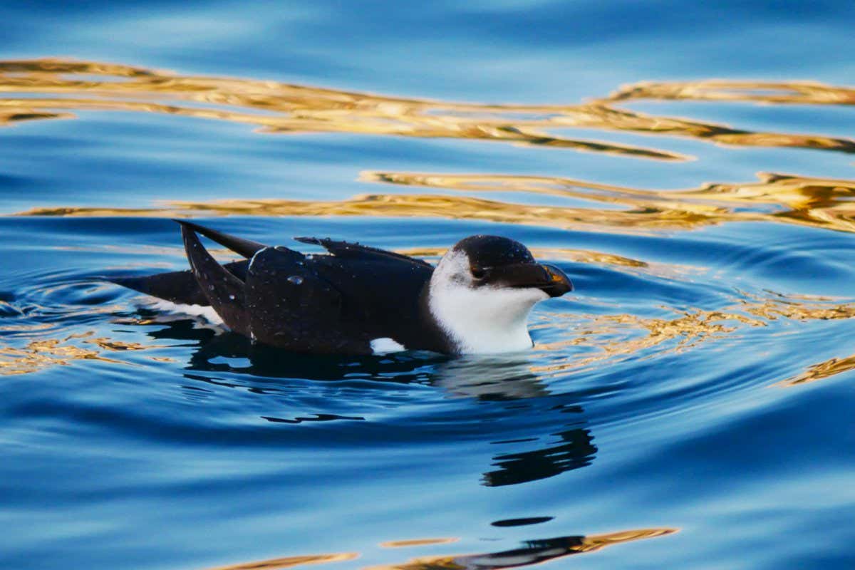 A razorbill in Italian waters