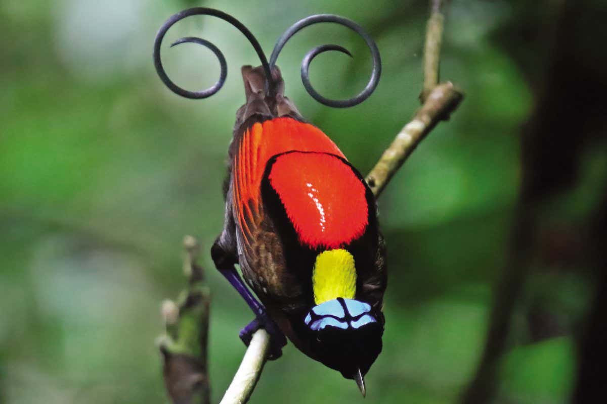 Wilson's Bird of Paradise Plate26_futuyma_Wilson's bop