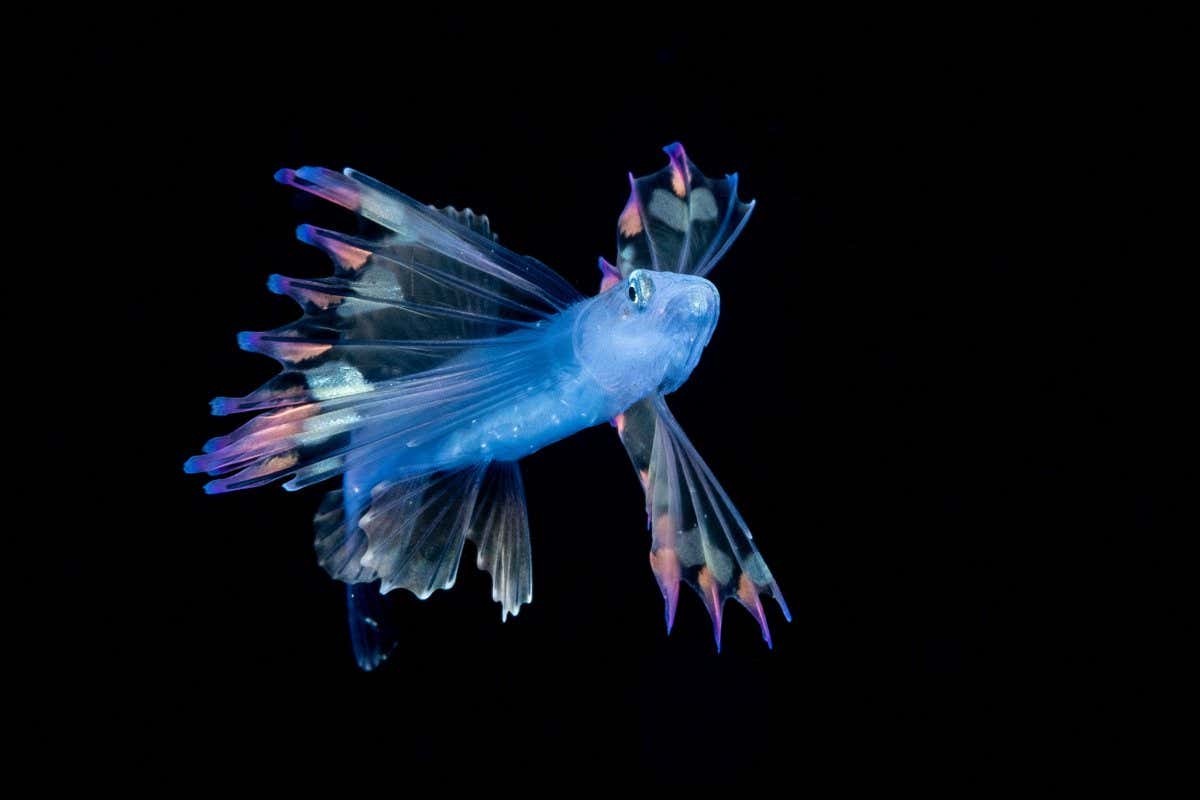 New Scientist. Science news and long reads from expert journalists, covering developments in science, technology, health and the environment on the website and the magazine.