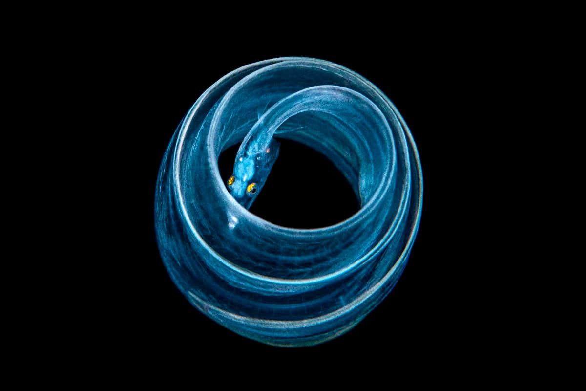 Unidentified juvenile eel or Moray eel photographed at night, Balayan Bay, Luzon, Philippines. The eel is curled up to confuse predators, and its transparent body helps it look less conspicuous. Minimum fees apply.