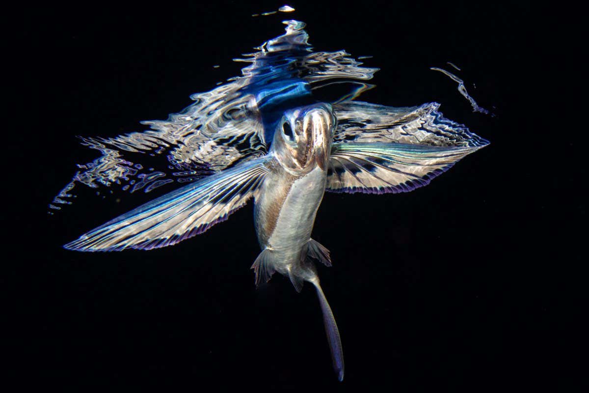 Spotlight on plankton, the ocean's fascinating, bite-sized creatures