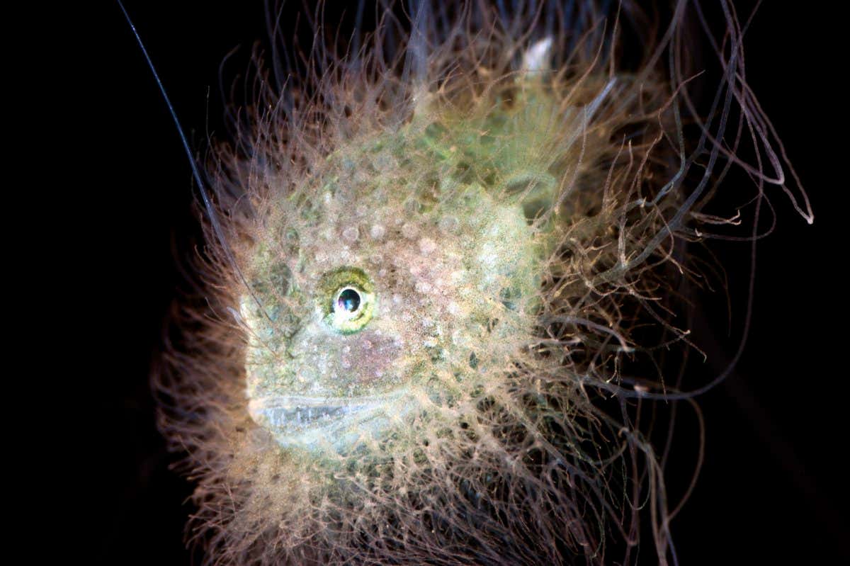 I was out exploring the open ocean at night, when my dive buddy flashed her light to show me this. At first it looked like a lion???s mane jelly, with hair flailing all about. But as I looked closer, eyes appeared, then fins, then, finally, the lure took shape. I knew I was watching something amazing, but I had no idea what it was! Months later, the photo found its way to an expert who was able to identify it. This is the first time Lophiodes fimbriatus has ever been observed in Hawaii, and possibly the third time it has been seen, ever!