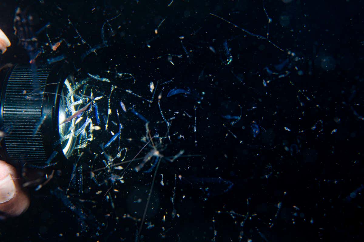 Variety of plankton (zooplankton) are attracted by the light of a diver?s torch, at night. Bitung, North Sulawesi, Indonesia. Lembeh Strait, Molucca Sea.