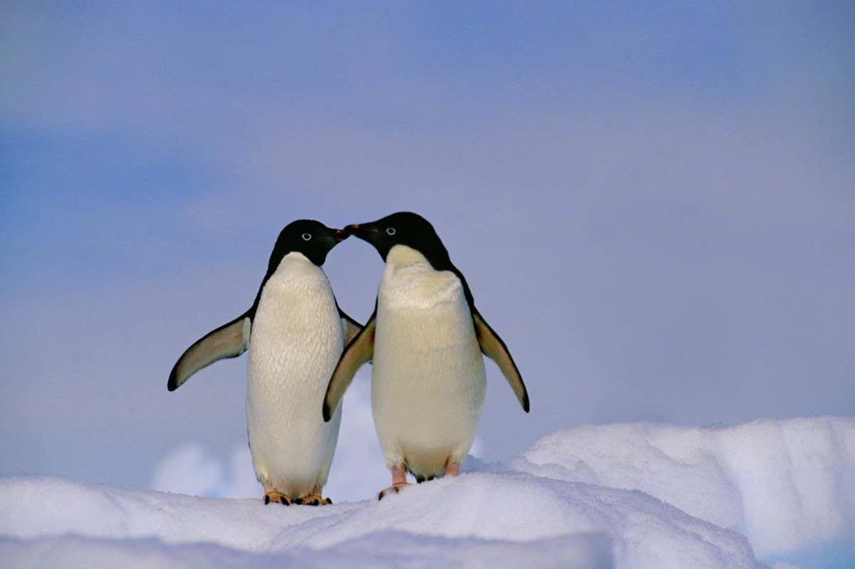 B640PK Antarctica, Adelie penguins ( pygoscelis adeliae ) kissing