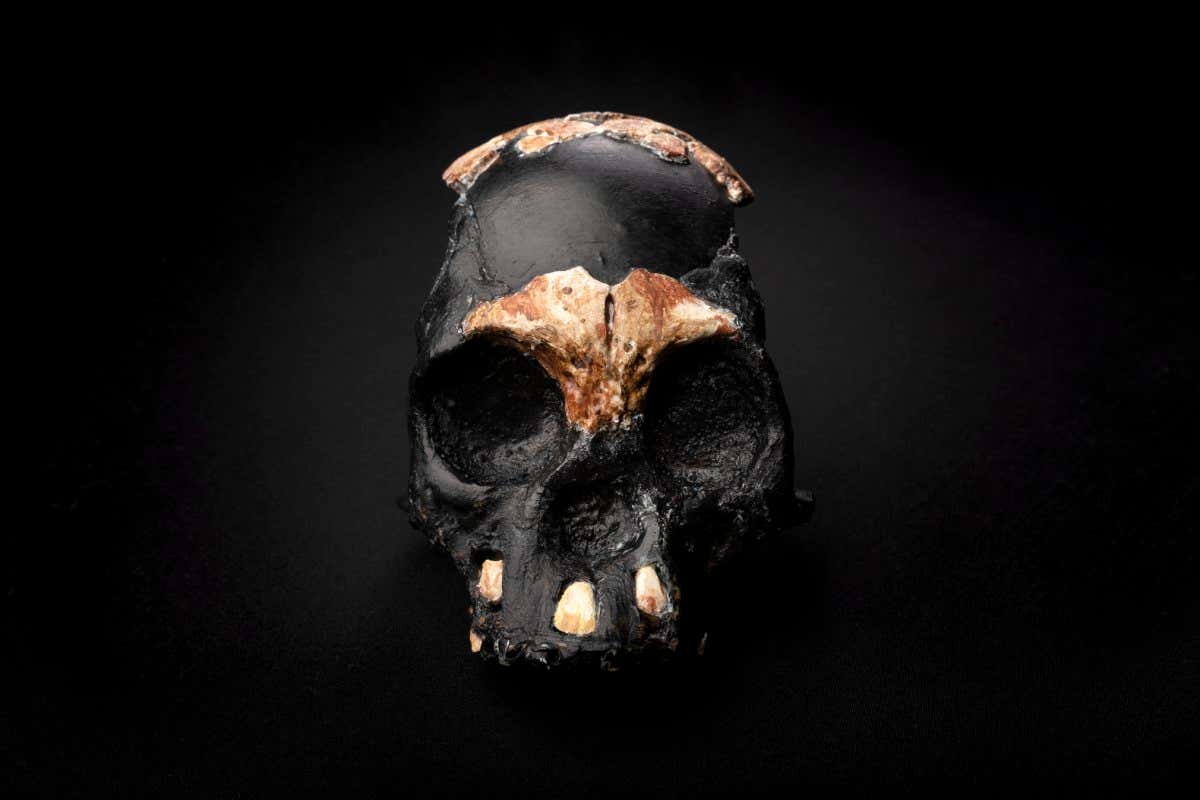 Homo naledi skull