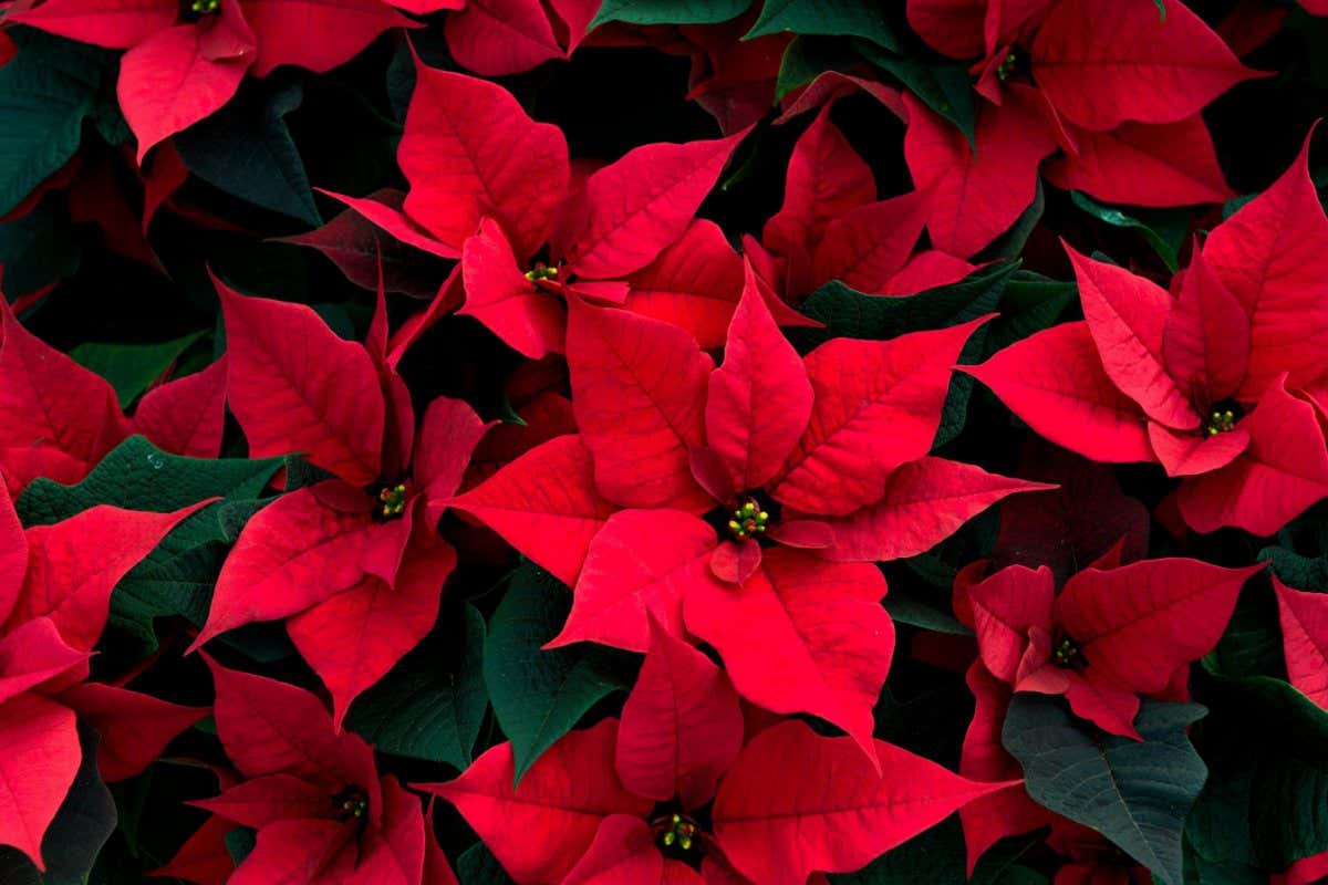 DNPBE6 The field of red poinsettias being grown for Christmas in Cambridgeshire.