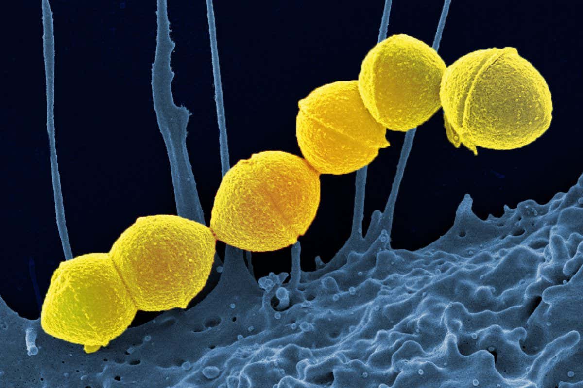 Group A streptococcus bacteria