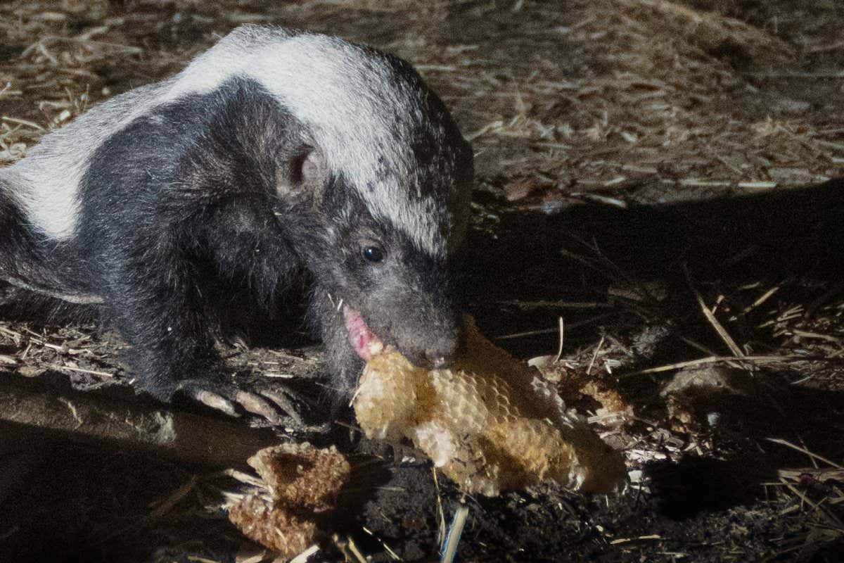honey badger eating beeswax