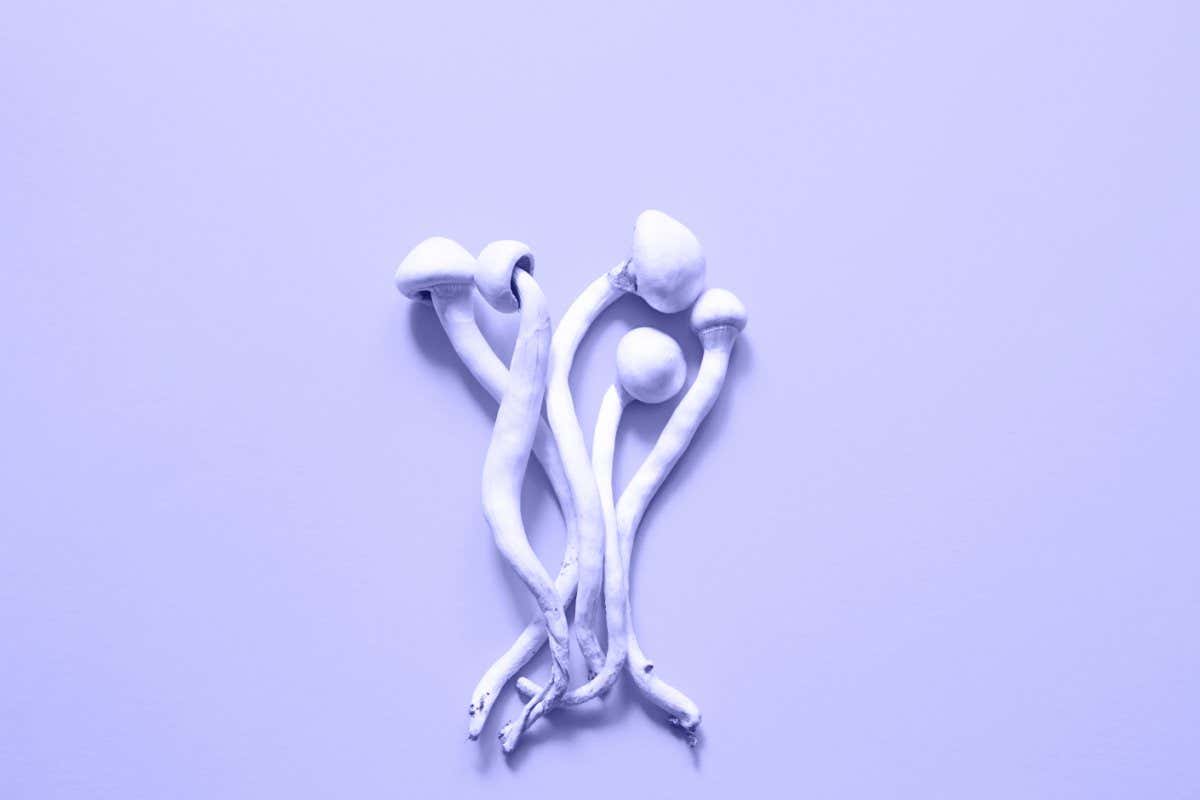 Dried psilocybin mushrooms on a in purple tinted very peri, variety psilocybe cubensis rasta white. Microdosing, psychedelic trip, recreation and change of consciousness